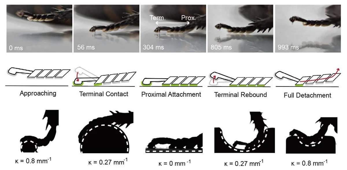 Insect tarsal attachment and detachment sequence