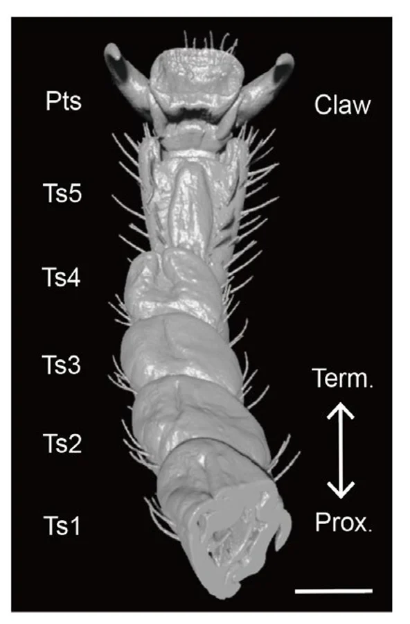 Tarsal anatomy illustrating the structures relevant to contact and attachment.