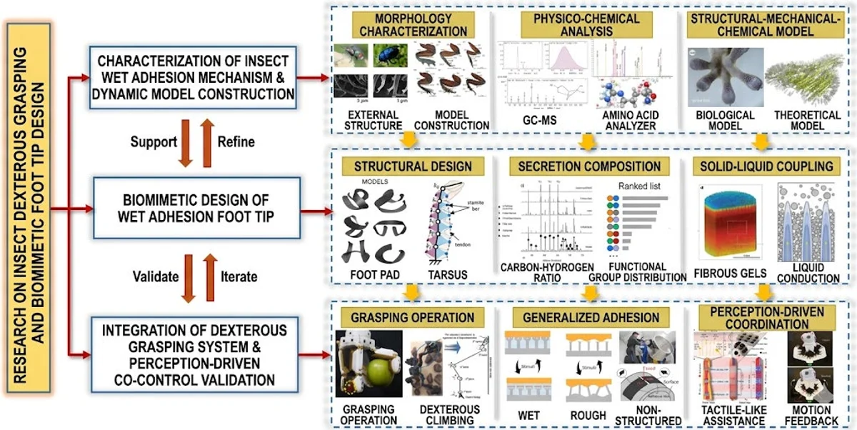 Research workflow for adhesive fingertips and dexterous-grasping integration.