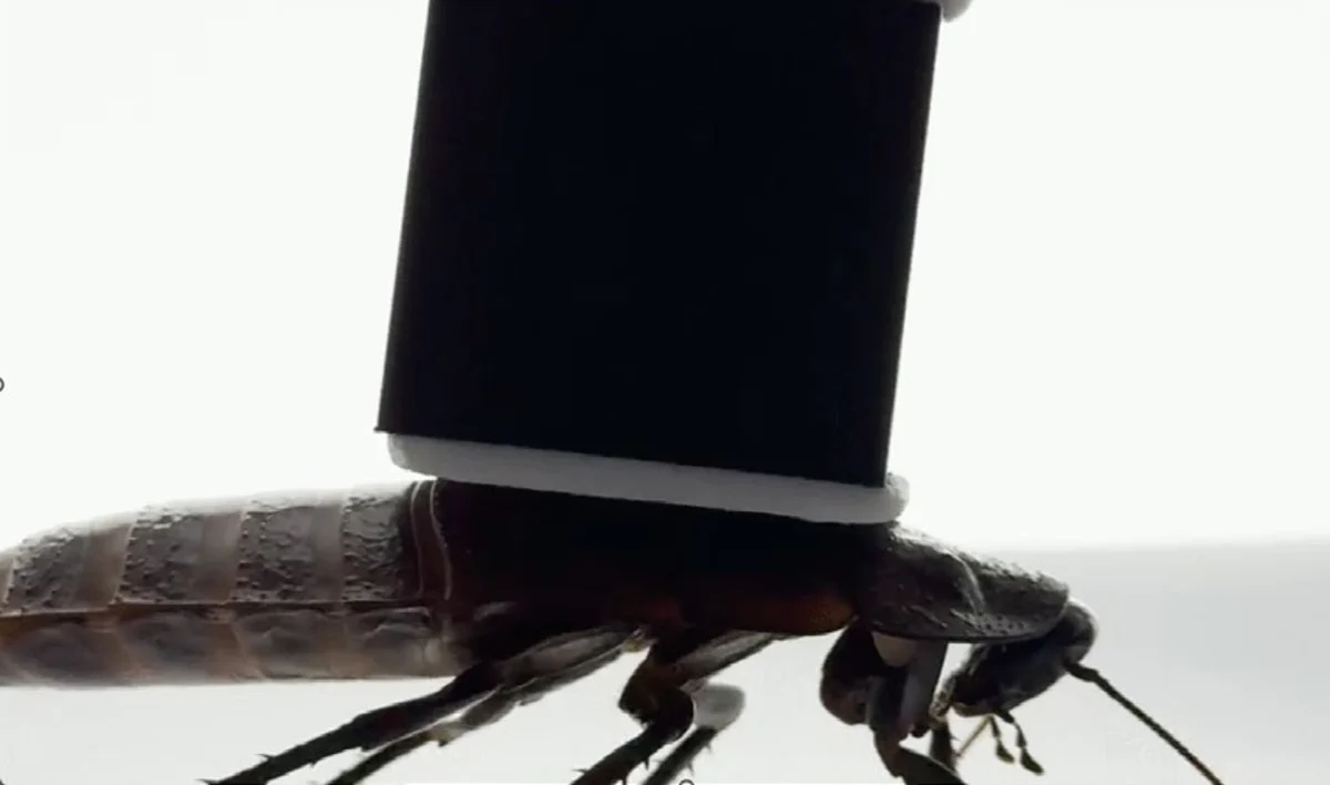 Insect foot contact shown in the presentation.