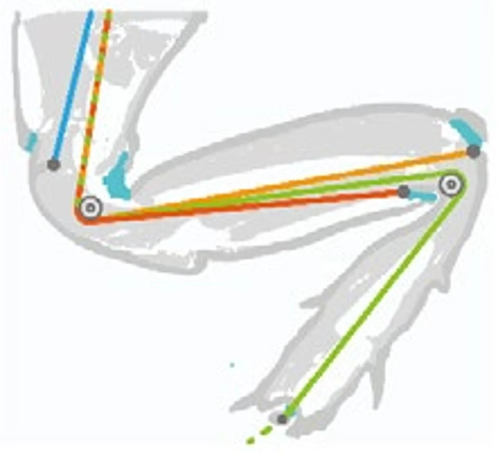 Kinematic representation of the leg and foot mechanism.