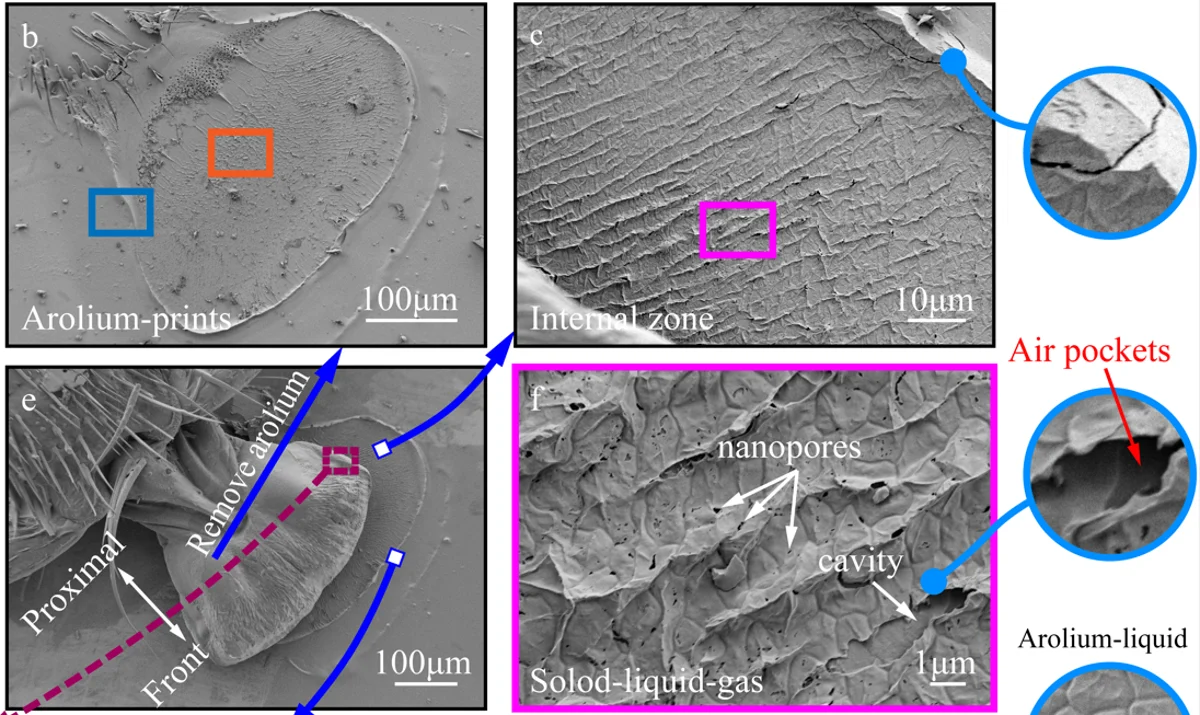 Microscopy of the arolium, contact region and interfacial air pockets.