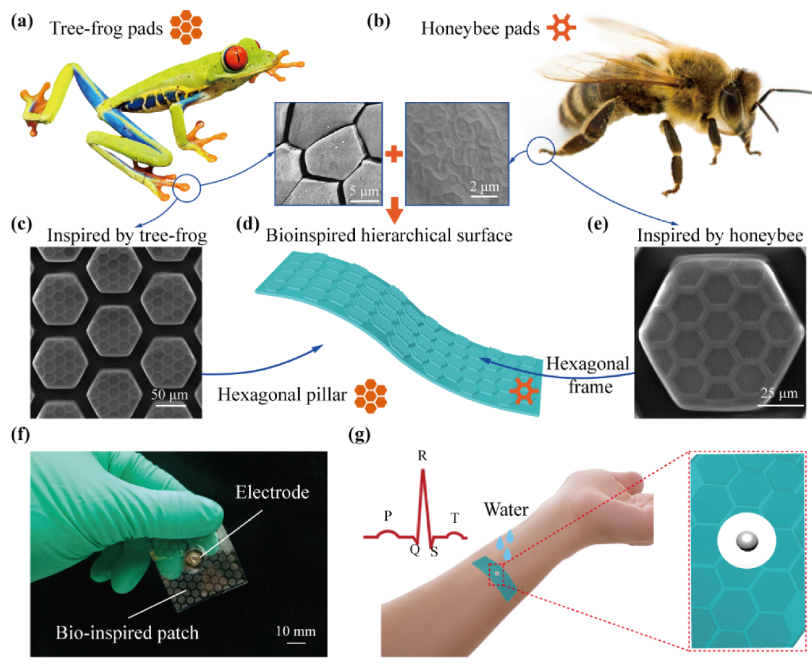 Honeybee and tree-frog inspired wet adhesive surface