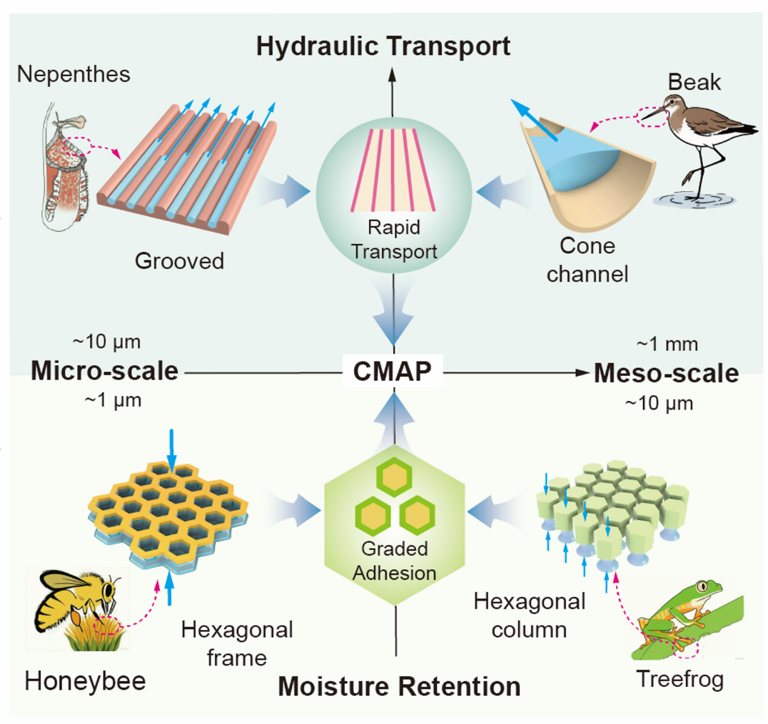 Bioinspired hierarchical patch architecture and water-transport channels